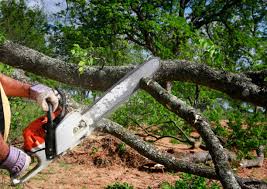 How Our Tree Care Process Works  in Farrell, PA